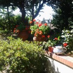 giardino1
