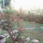 2012-10-20 14.41.48