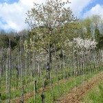 terra mia terreno 1